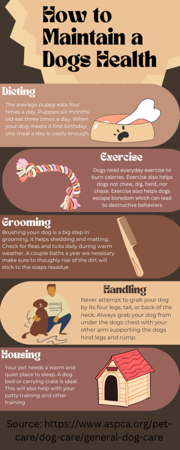 How to Maintain a Dogs Health